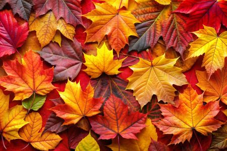 Vibrant Autumn Leaves Close Up.